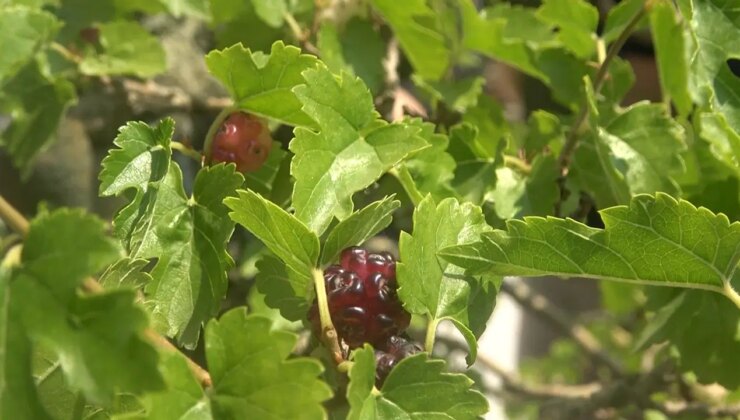 Türkiye’nin ilk bonsai müzesinde hasat başladı