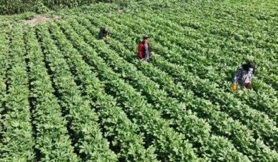 Türkiye’nin üretim merkezinde hasat başladı: Çevre illere gönderiliyor! Yaklaşık 6 bin ton üretim…