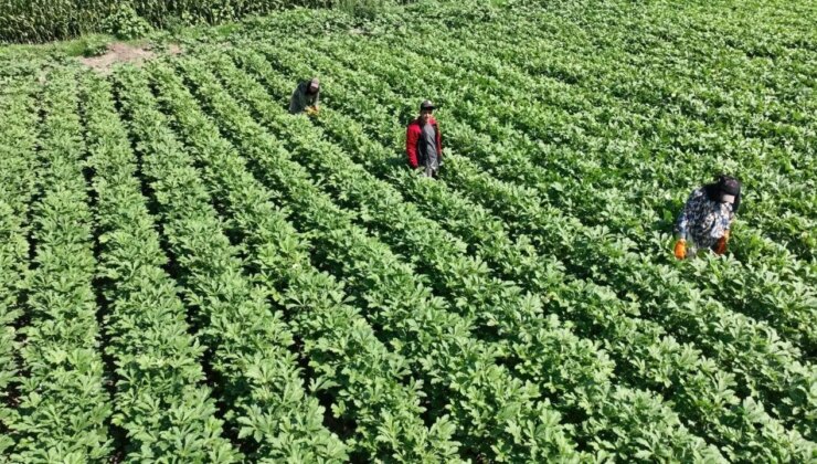 Türkiye’nin üretim merkezinde hasat başladı: Çevre illere gönderiliyor! Yaklaşık 6 bin ton üretim…