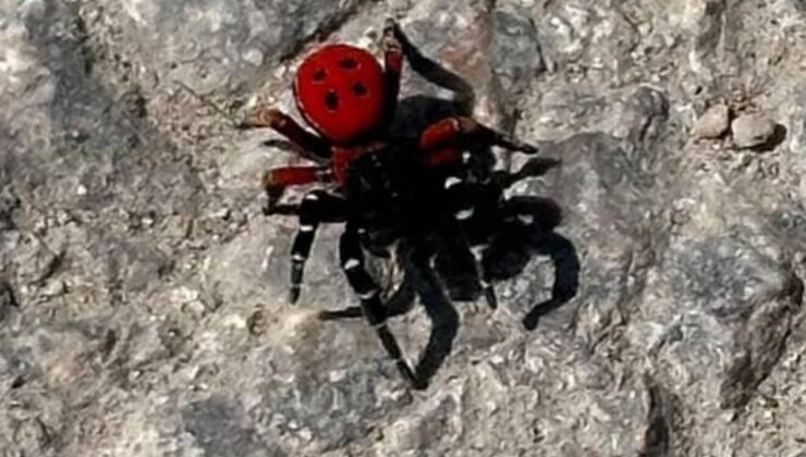 Uğur böceğine benzeyen böcek, sandığınız kadar masum değil