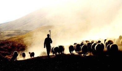 Uluslararası İşgücü Genel Müdürlüğü, yabancı çoban ve hayvan bakıcısı çalışma izni başvurularının başladığını duyurdu