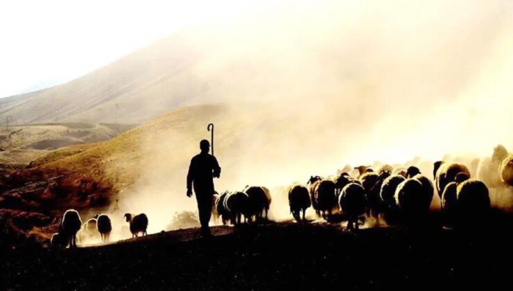Uluslararası İşgücü Genel Müdürlüğü, yabancı çoban ve hayvan bakıcısı çalışma izni başvurularının başladığını duyurdu