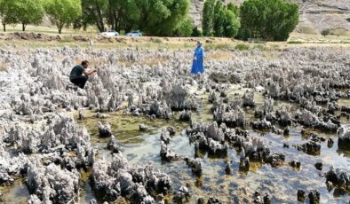 Van Gölü’nde tedirgin eden görüntü: Boyları bir metreyi aştı!