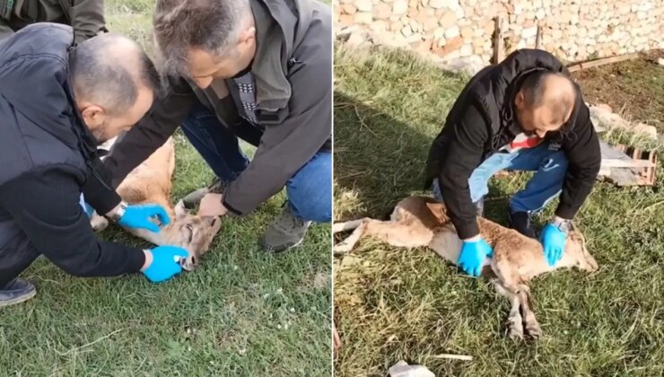 Yaban keçisi kalp masajıyla hayata döndürüldü