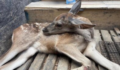 Yaralı geyik yavrusunu devriye gezen orman ekibi kurtardı