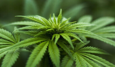 Yasak kalktı: Eczanelerde kenevir satılacak