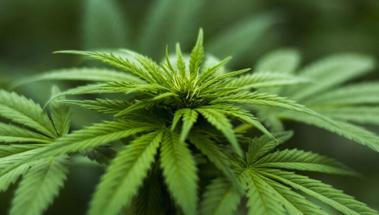 Yasak kalktı: Eczanelerde kenevir satılacak