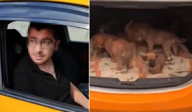 Yavru köpeklere cinsel istismarda bulunmuş: Telefonundan 43 bin müstehcen görüntü çıktı!