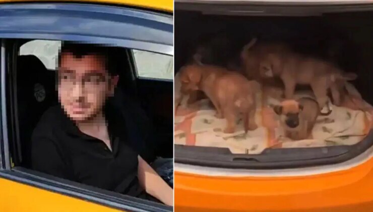 Yavru köpeklere cinsel istismarda bulunmuş: Telefonundan 43 bin müstehcen görüntü çıktı!