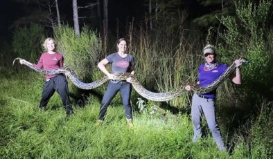 Yerli türleri yok ediyorlardı: Dev pitonlar öldürüldü!