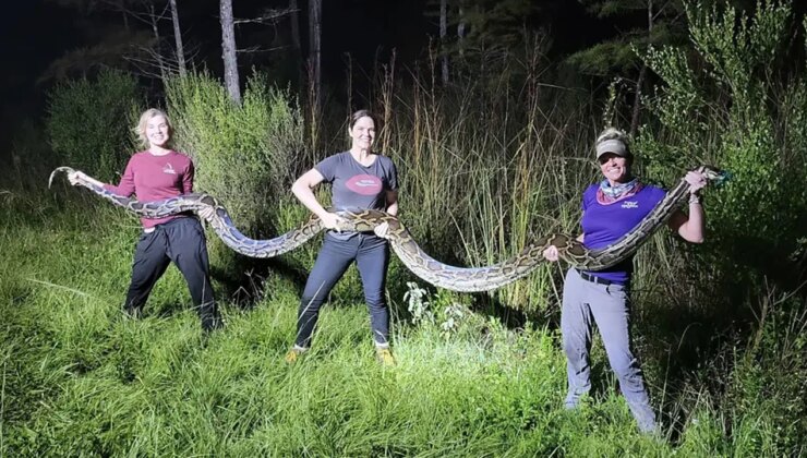 Yerli türleri yok ediyorlardı: Dev pitonlar öldürüldü!