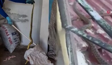 Yozgat’ta 2 metrelik dev yılan paniği! Ev sahibi doğaya saldı