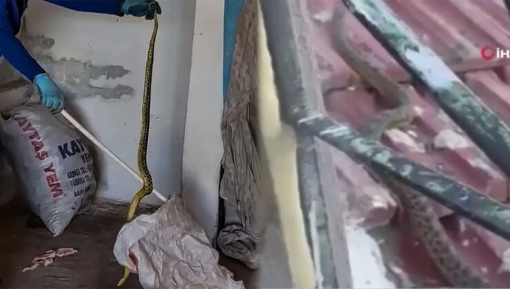 Yozgat’ta 2 metrelik dev yılan paniği! Ev sahibi doğaya saldı