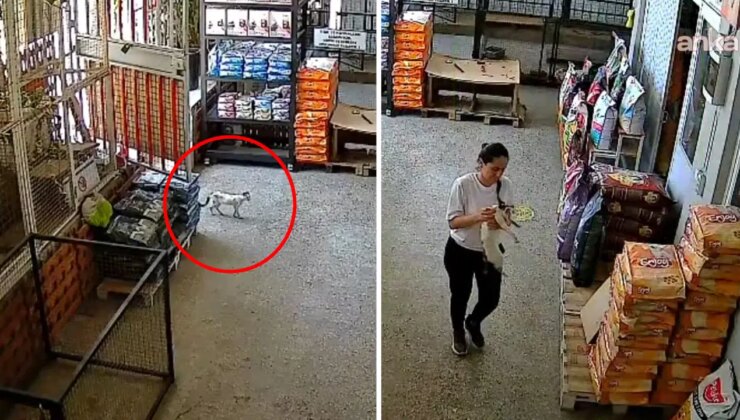 Yürekleri ısıtan görüntü… Hastalanan kedi veterinere sığındı: ‘Kendini bahçemizden içeri atarak bizden yardım istedi’