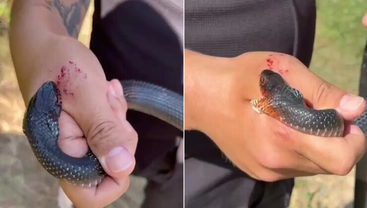 ‘Zararsız, öldürmeyin’ diye nasihat veriyordu: 1 buçuk metrelik yılan bir anda elini ısırdı!
