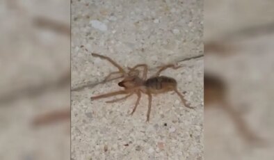 Zehirli etçil sarı kız örümceği görüntülendi!