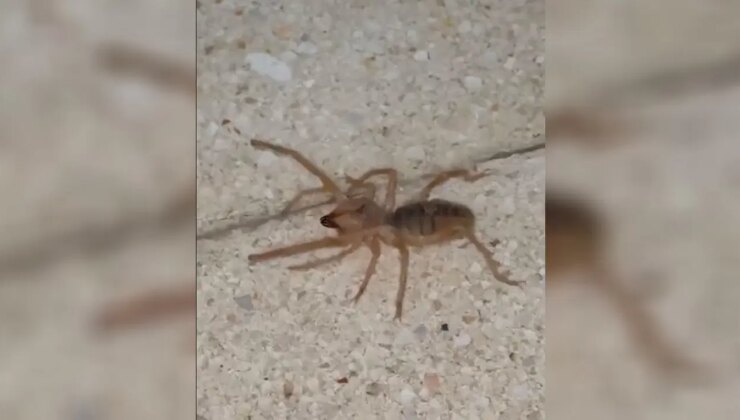 Zehirli etçil sarı kız örümceği görüntülendi!