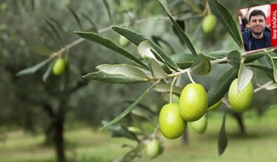 Zeytinliklere karşı rekor süreyle çalıştırılan komisyon, yıllardır önerileri görüşmeyi bekliyor: Çevreci tekliflere zaman yok