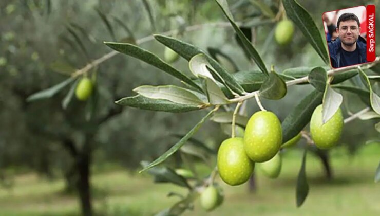 Zeytinliklere karşı rekor süreyle çalıştırılan komisyon, yıllardır önerileri görüşmeyi bekliyor: Çevreci tekliflere zaman yok