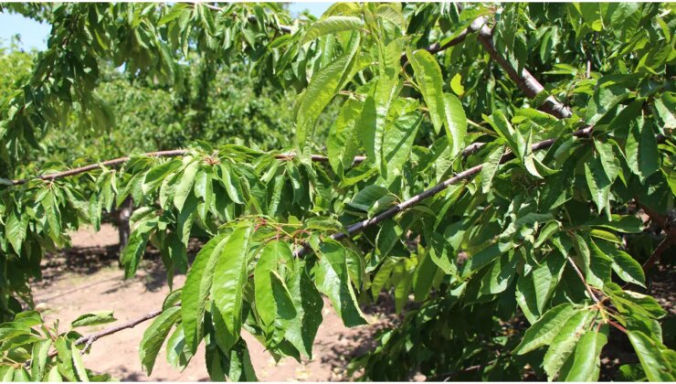 Zirai don Amasya’da 60 yıllık geleneği bozdu: Tarlada bir tane bile toplanamadı!