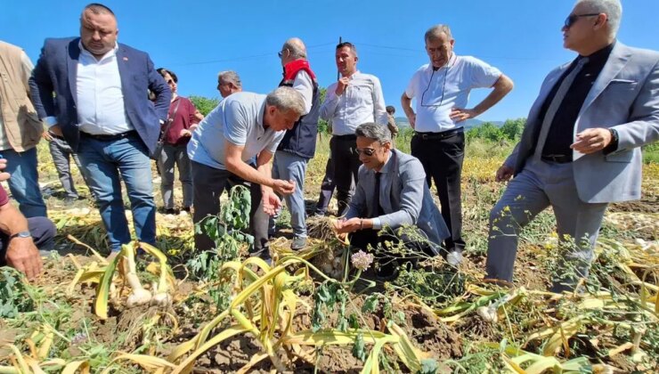 Zonguldak’ta ilk kez hasat edildi:  1,5 ton ürün alınması bekleniyor…