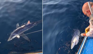 100 kiloluk mavi köpek balığı, balıkçıların oltasına takıldı