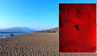 2025’in ilk caretta caretta yavruları denizle buluştu