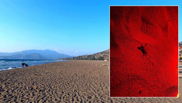 2025’in ilk caretta caretta yavruları denizle buluştu