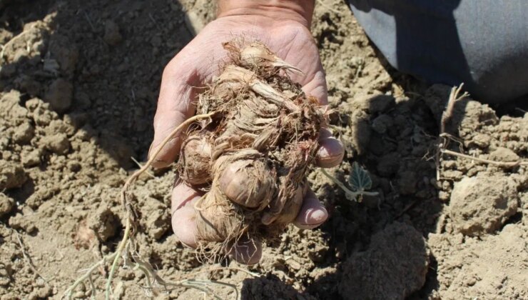 3 yıl önce ekilmişti ilk hasadı başladı: Bölgedeki üreticilerin gelir kapısı oldu