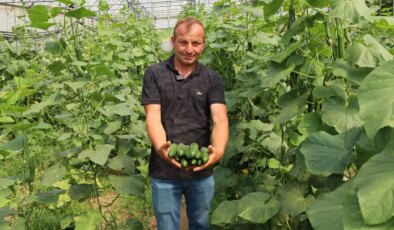 90 dönüm tarım arazisi seracılığa kazandırıldı: Hasadı başladı!