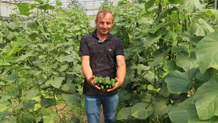 90 dönüm tarım arazisi seracılığa kazandırıldı: Hasadı başladı!