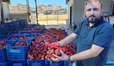 Adana’da hasat başladı: Bu yıl fiyatı artmadı!