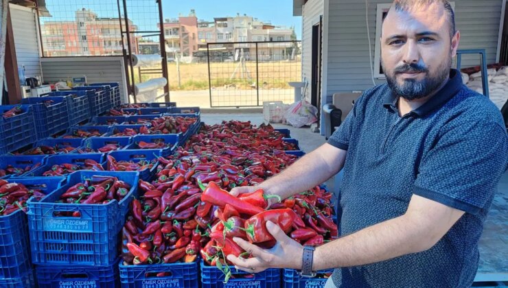 Adana’da hasat başladı: Bu yıl fiyatı artmadı!