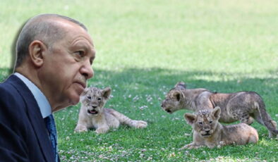 AKP’li Cumhurbaşkanı Erdoğan’ın aslanlarına isim aranıyor