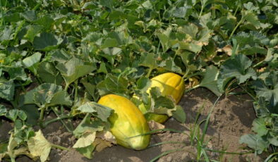 Altınbaş’ta hasat başladı: 3 gün içinde tüketilmesi gerekiyor…