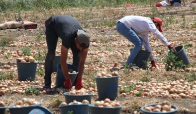 Amasya’da ‘kırmızı altın’ hasadı başladı: Tarlada kilosu 5 TL