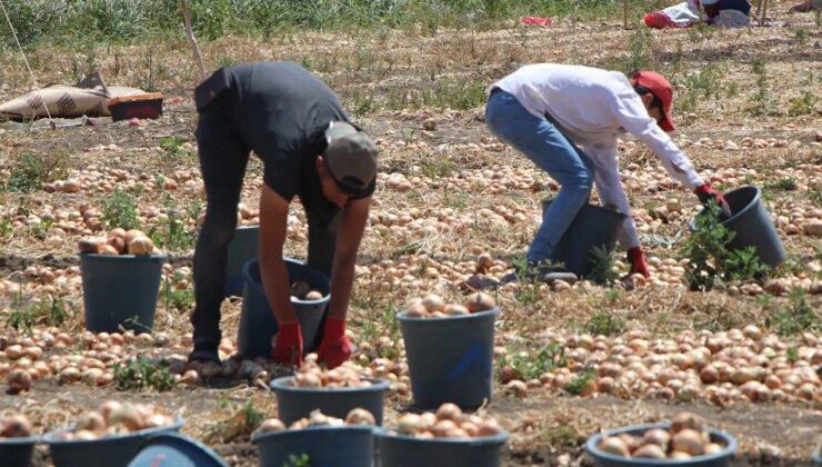 Amasya’da ‘kırmızı altın’ hasadı başladı: Tarlada kilosu 5 TL