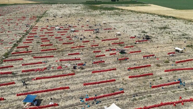 Amik Ovası’nda hasat devam ediyor:  Fiyatı tarlada 5 TL’ye düştü