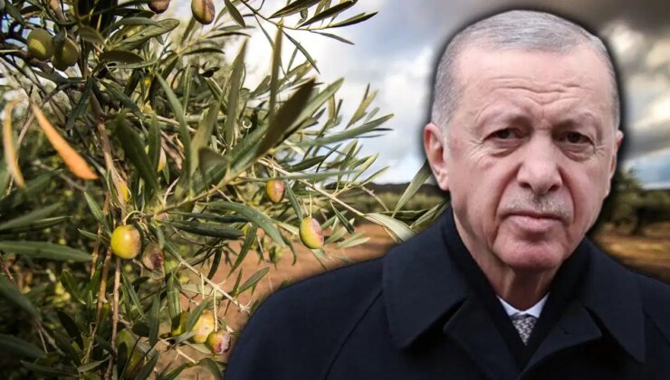 Ankara Barosu’ndan, Erdoğan’a çağrı: ‘Zeytinlik yasasını TBMM’ye iade edin!’