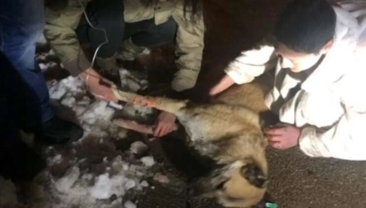 Ankara’da sahiplendiği köpekleri öldürdüğü iddiasıyla tutuklanan sanık hakkında karar
