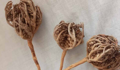 Anne adaylarının vazgeçilmezi Meryem Ana otu