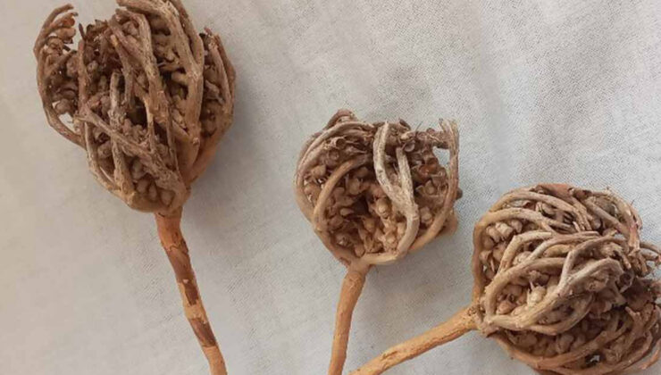 Anne adaylarının vazgeçilmezi Meryem Ana otu