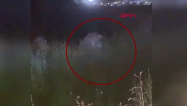 Antalya’da firari aslan dehşeti: 1 kişi ağır yaralandı!