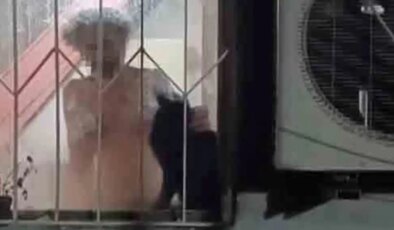 Antalya’da komşuları isyan ettiren çift: 17 kedi öldü, yeniden hayvan toplamaya başladılar