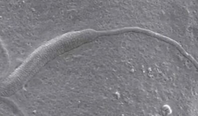Antarktika’da 50 milyon yaşında sperm bulundu