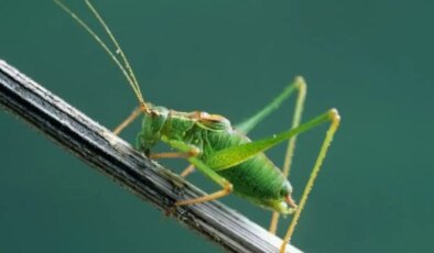 Araştırma: Cırcır böceklerinde eşcinsel davranış gözlemlendi