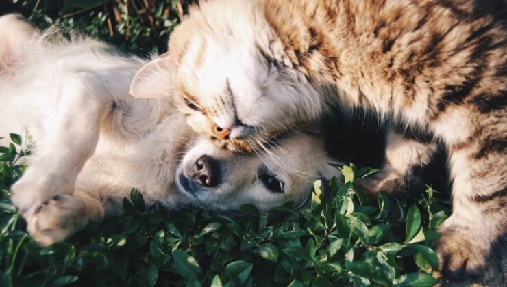 Araştırmacılar hayvanlarla iletişim kurmanın yollarını arıyor