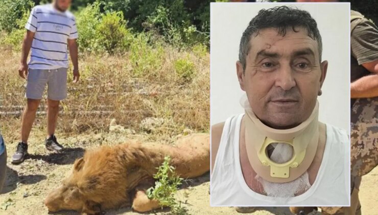 Aslanla boğuşan çiftçi günler sonra konuştu: ‘Öldürmeselerdi iyi olurdu, bu olayda tek suçsuz olan ben ve aslan’