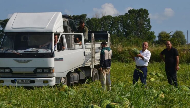 Bafra Ovası’nda hasat başladı:  Tarlada  2 TL…