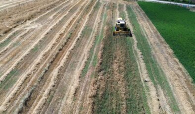 Bafra Ovası’nda hasat geç başladı: 200 bin dekar alanda yetişiyor…